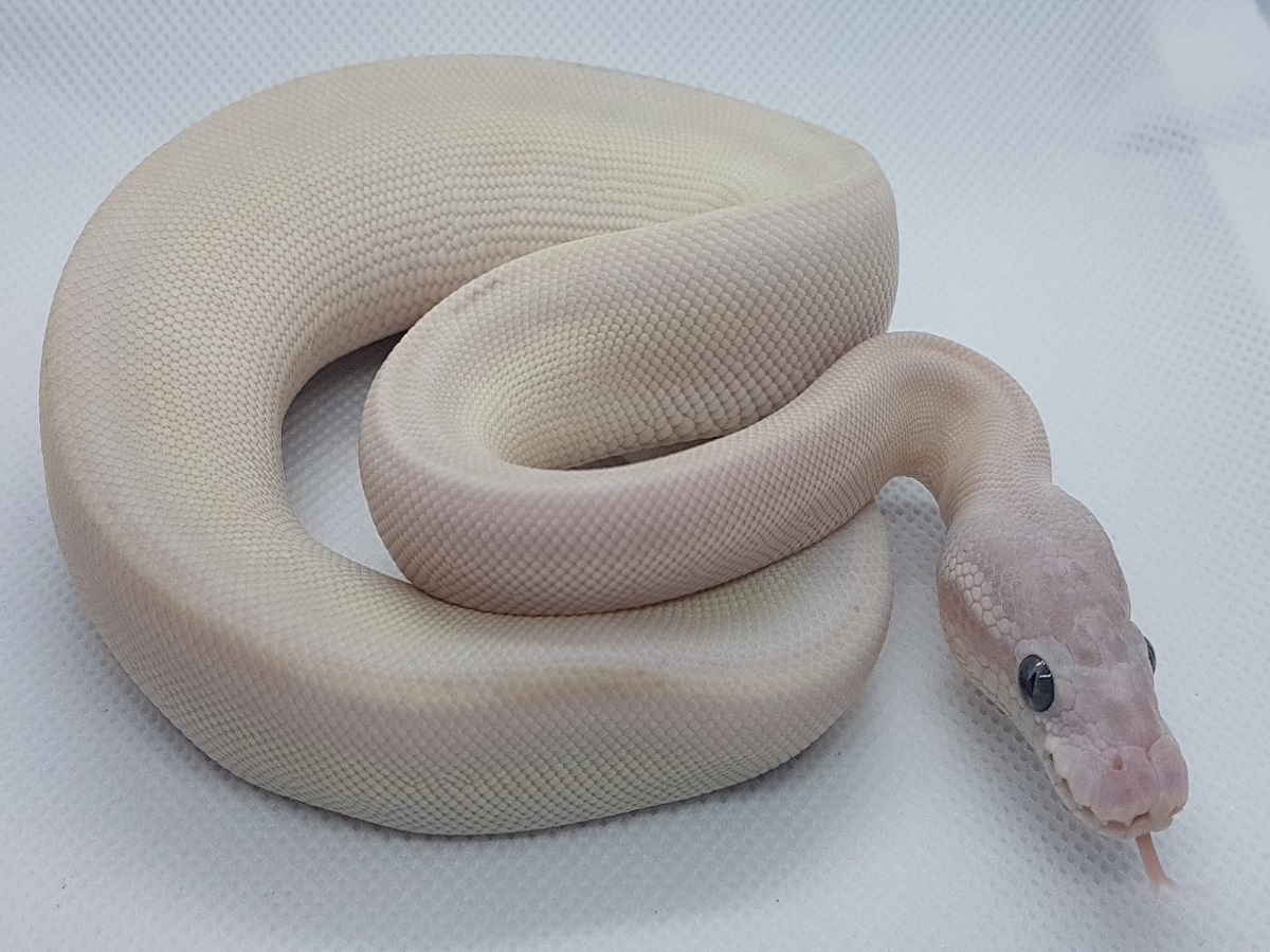 Banana Super Mojave