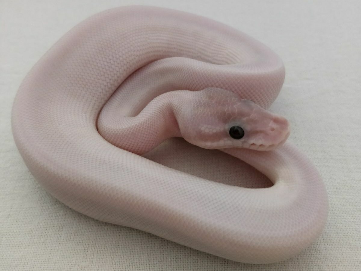 Banana Super Mojave