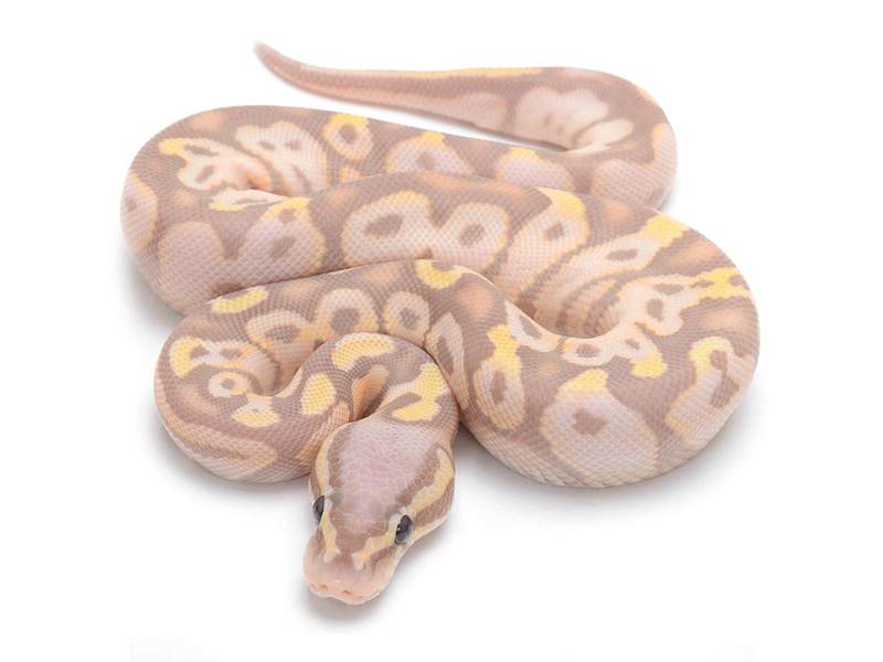 Banana Super Pastel