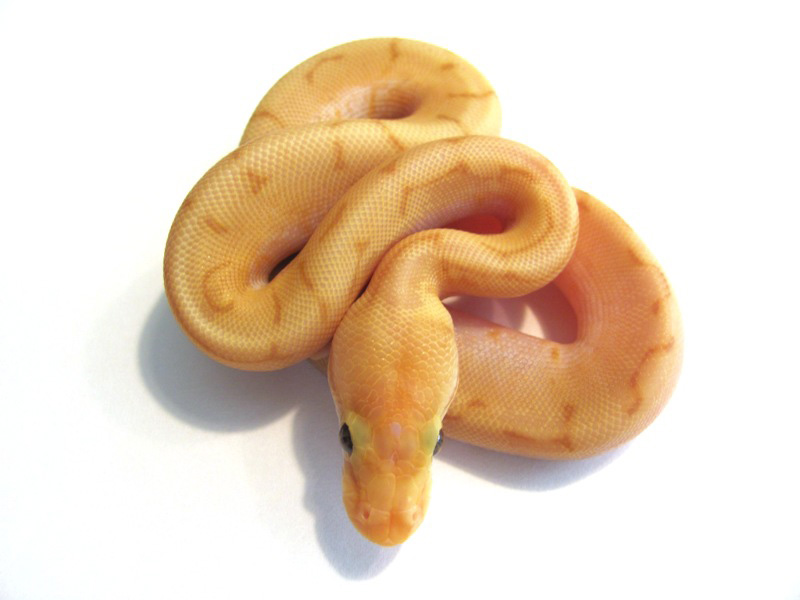 Banana Woma Pin