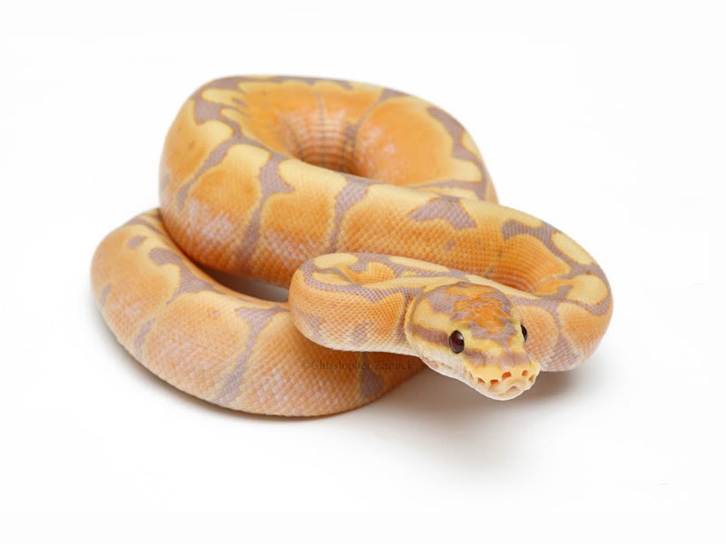 Banana Woma