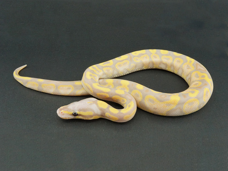 Banana Yellow Belly