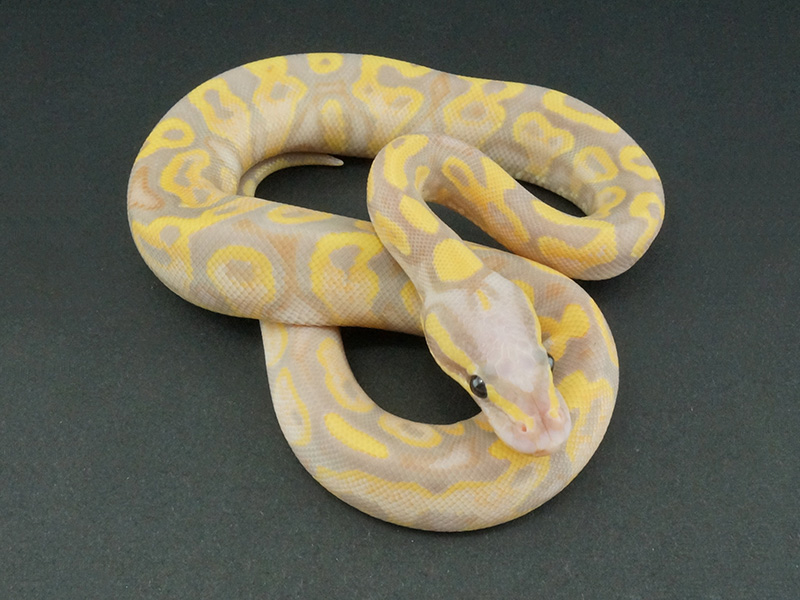 Banana Yellow Belly