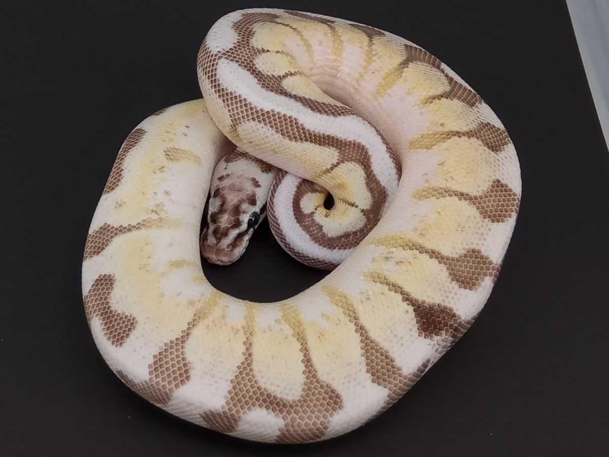 Banded Lesser Pastel Spider