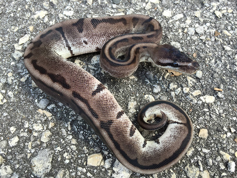 Black Axanthic Genetic Stripe