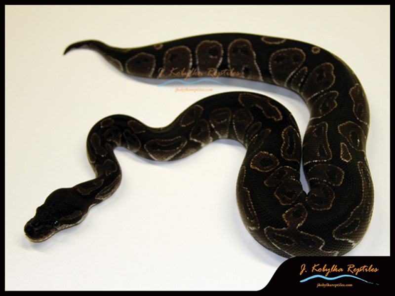 Black Axanthic