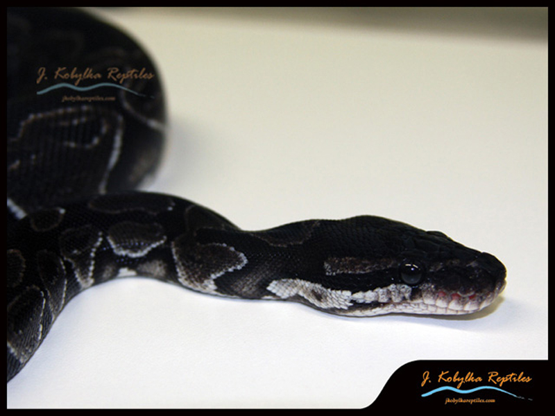 Black Axanthic