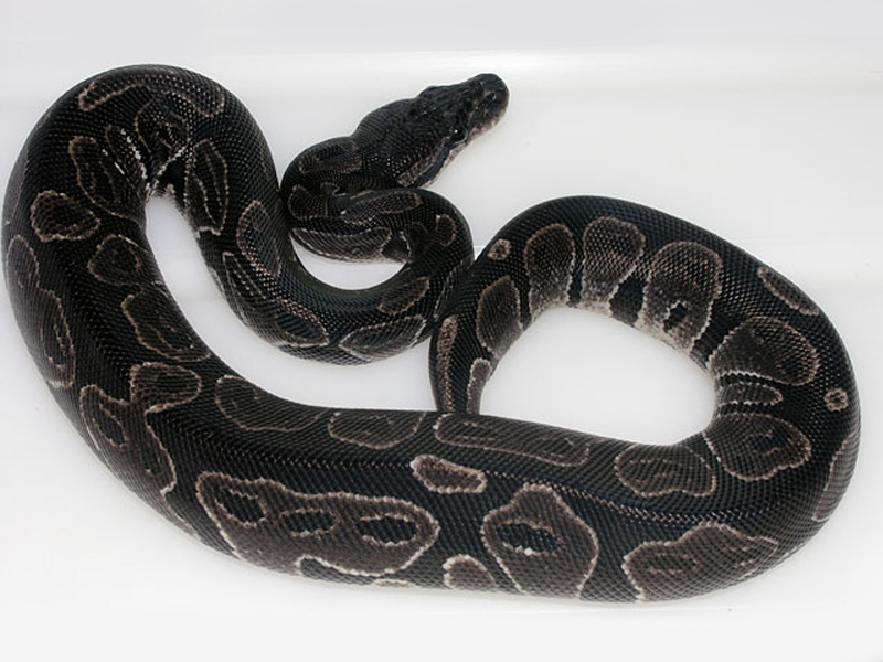 Black Axanthic