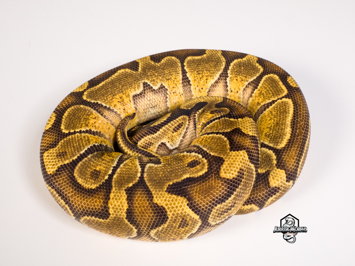 Black Belly Enchi Yellow Belly