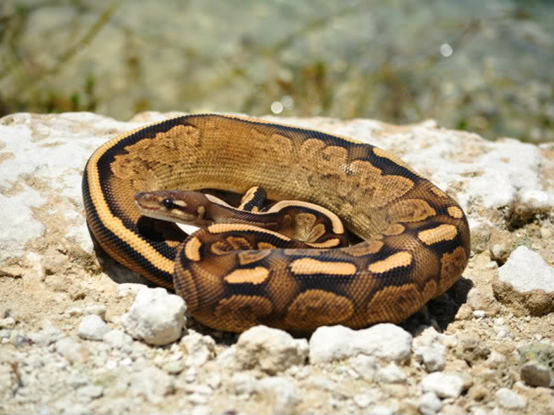 Black Calico