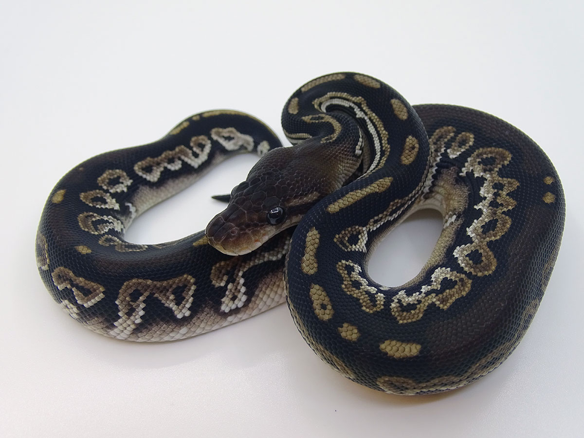 Black Head Black Pastel Granite Hidden Gene Woma