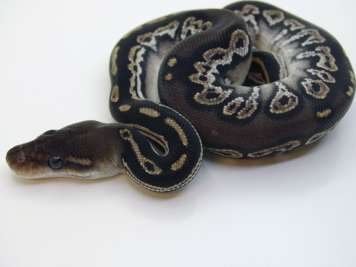 Black Head Black Pastel Granite Hidden Gene Woma