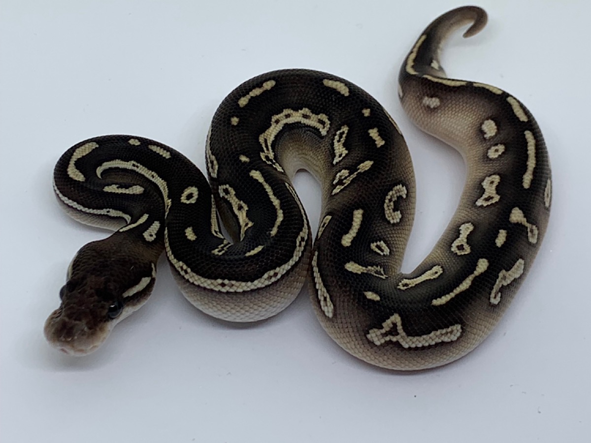 Black Head Black Pastel Lesser Red Gene