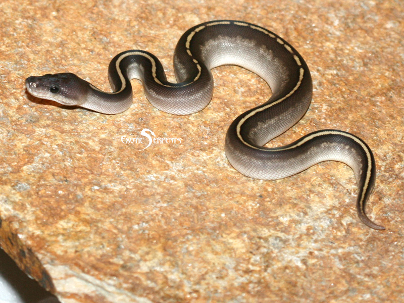 Black Head Black Pastel Mojave