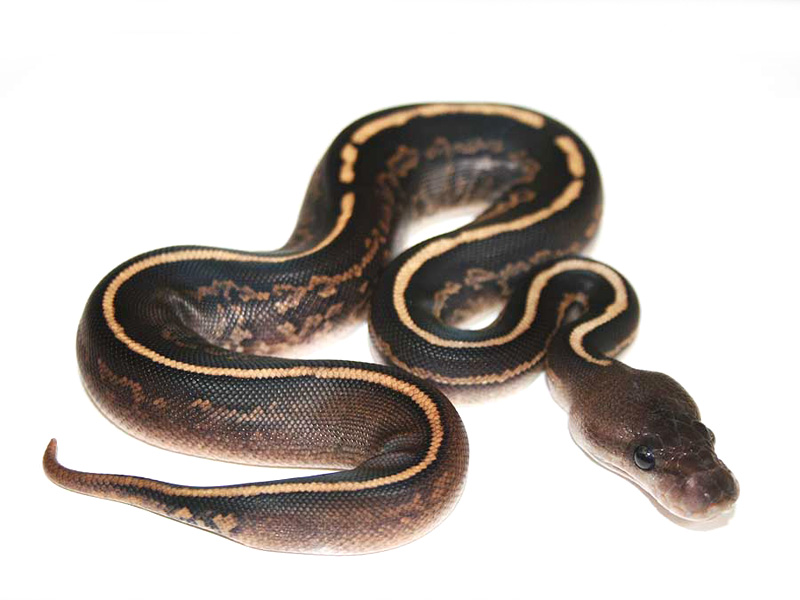 Black Head Black Pastel Yellow Belly