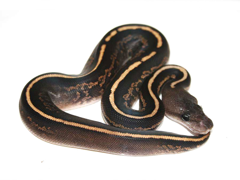 Black Head Black Pastel Yellow Belly