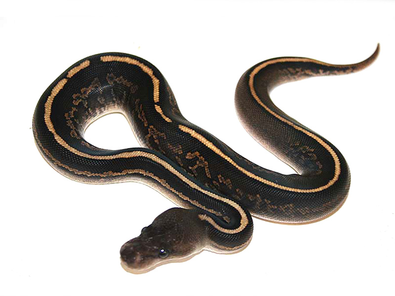 Black Head Black Pastel Yellow Belly