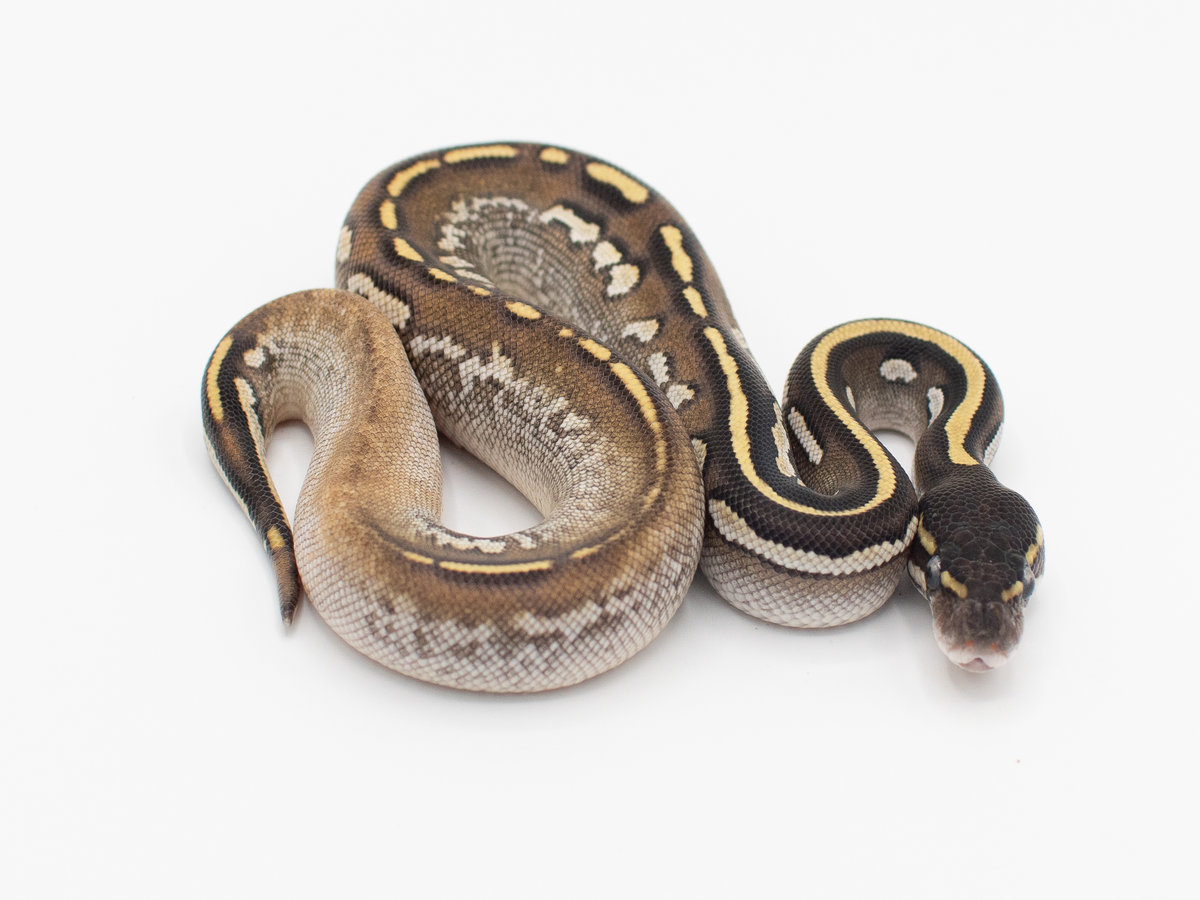 Black Head Calico Mojave