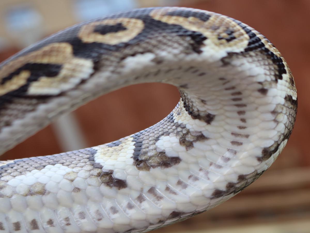 Black Head Carnivore