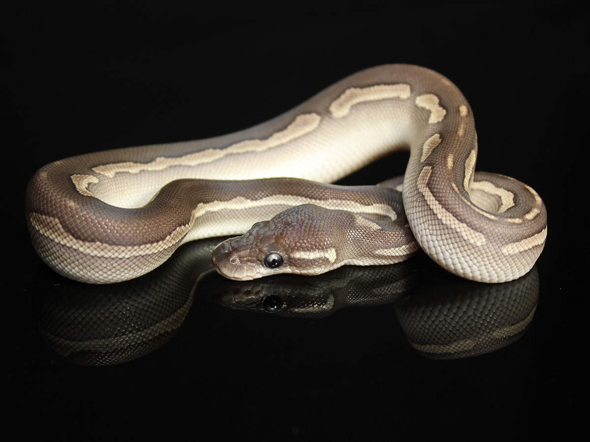 Black Head Cinnamon Lesser Yellow Belly