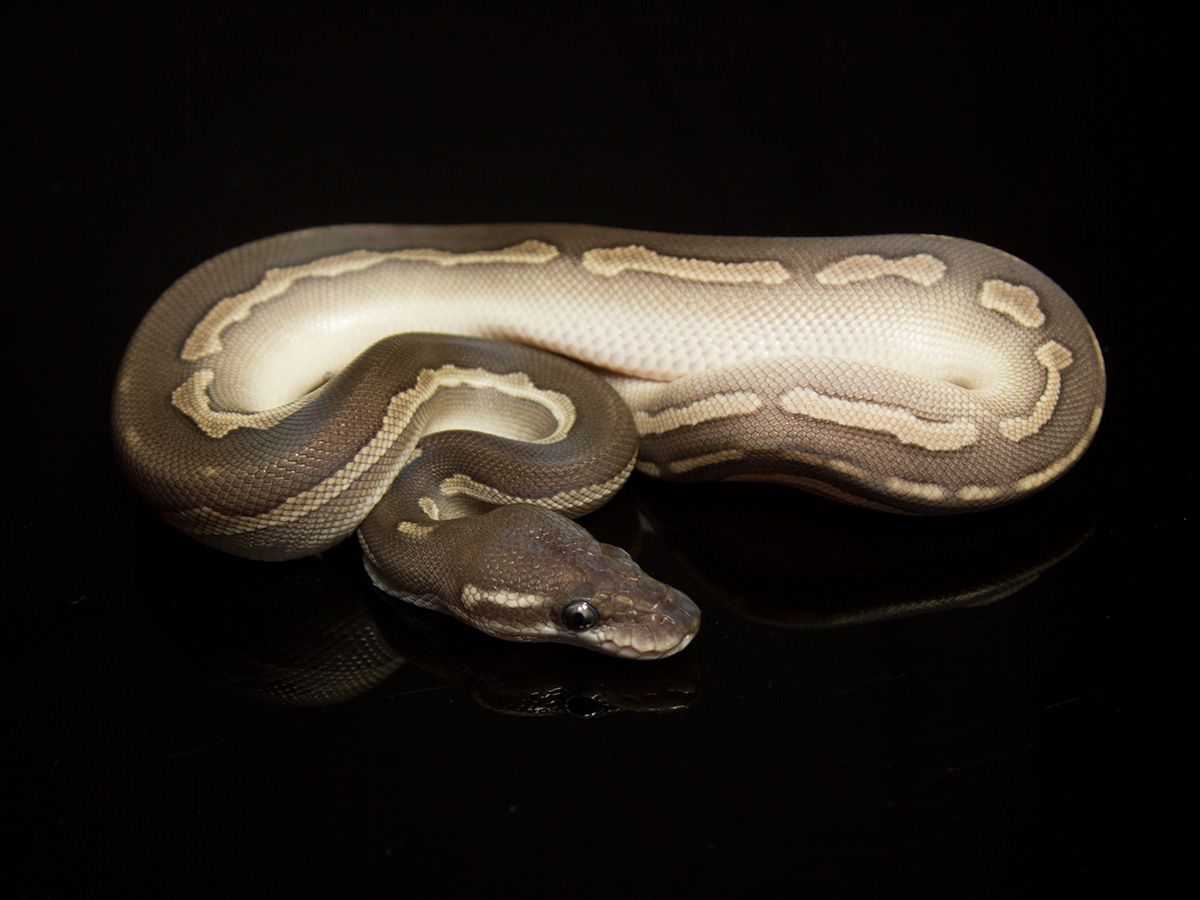 Black Head Cinnamon Lesser Yellow Belly