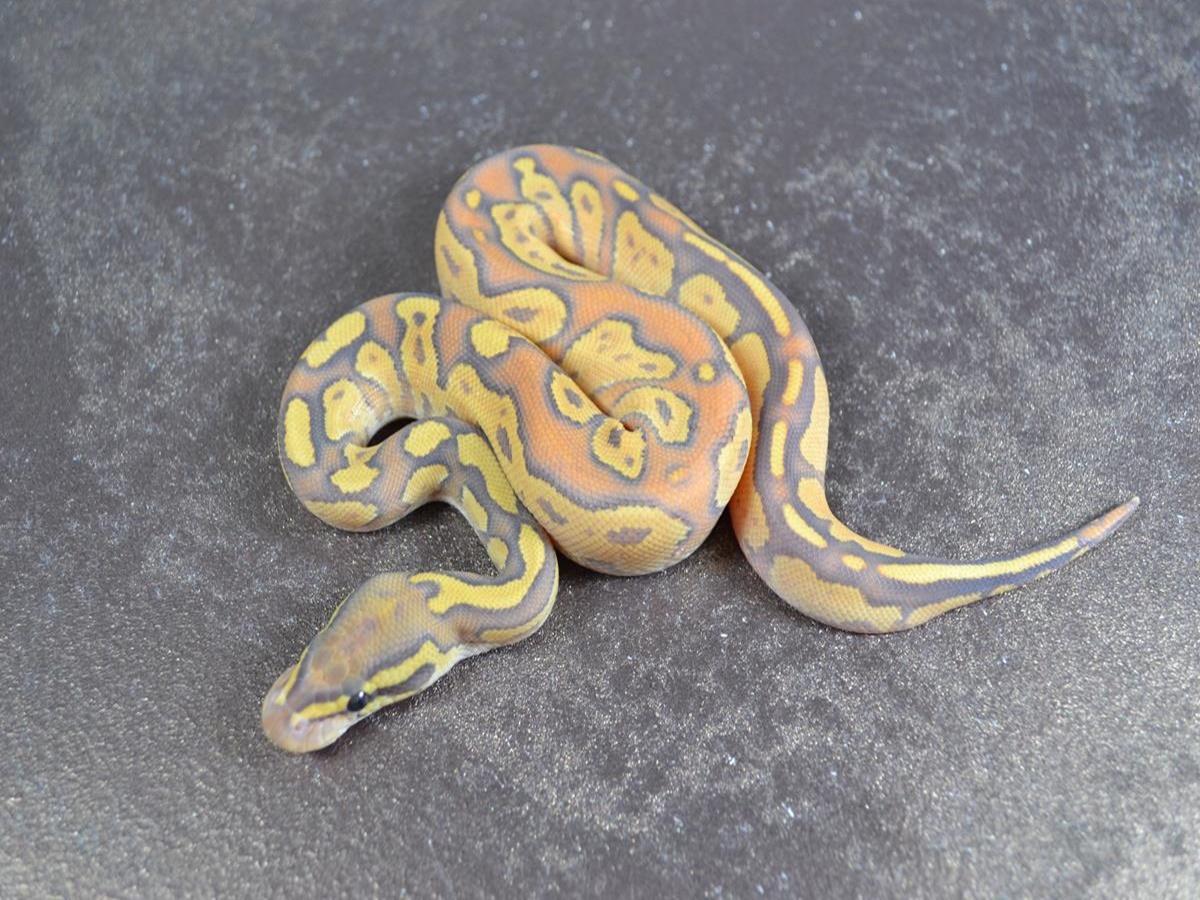 Black Head Enchi Fire Ghost