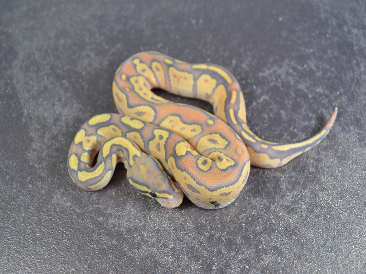 Black Head Enchi Fire Ghost