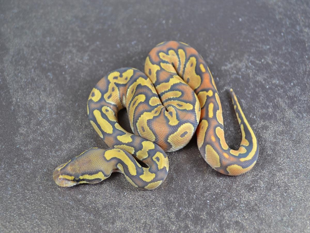 Black Head Enchi Ghost