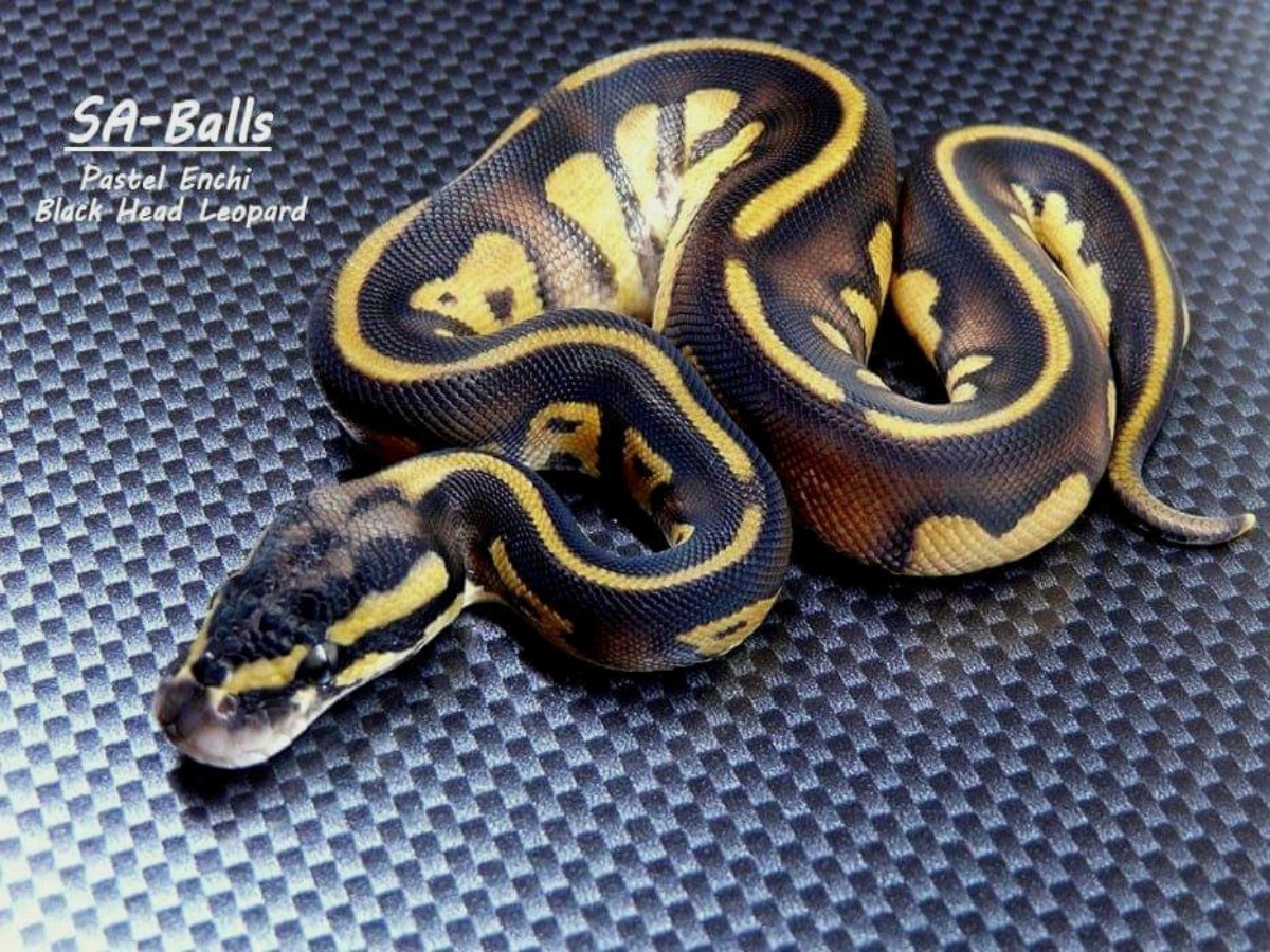 Black Head Enchi Leopard Pastel