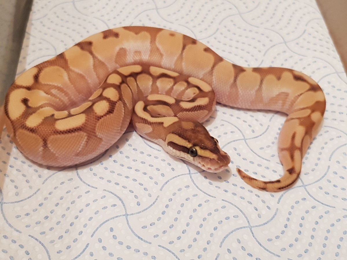 Black Head Enchi Lesser Red Gene Spider