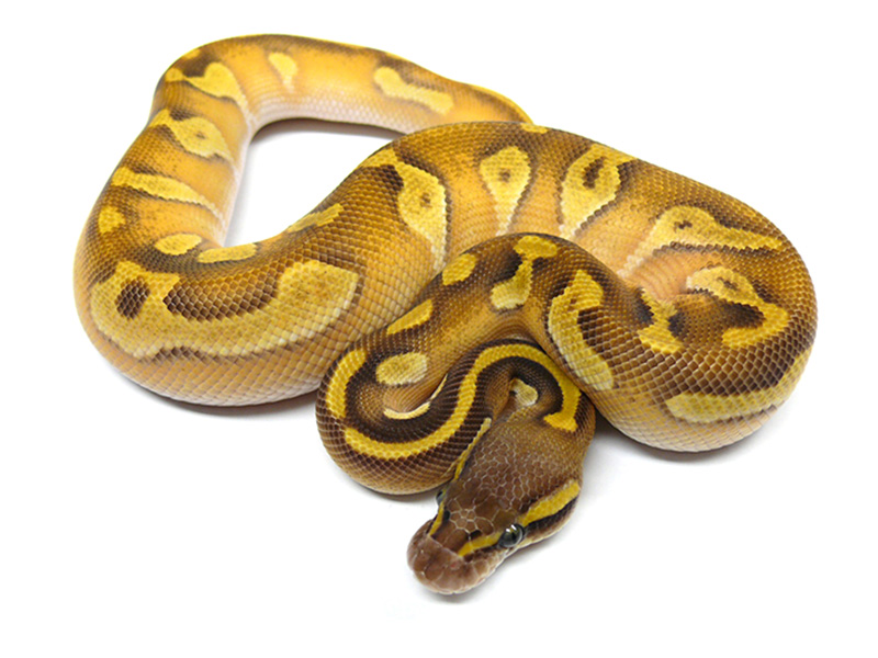 Black Head Enchi Mojave Pastel