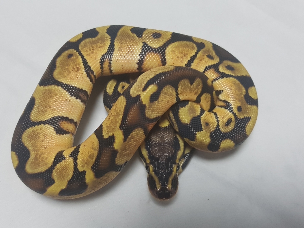 Black Head Enchi Pastel