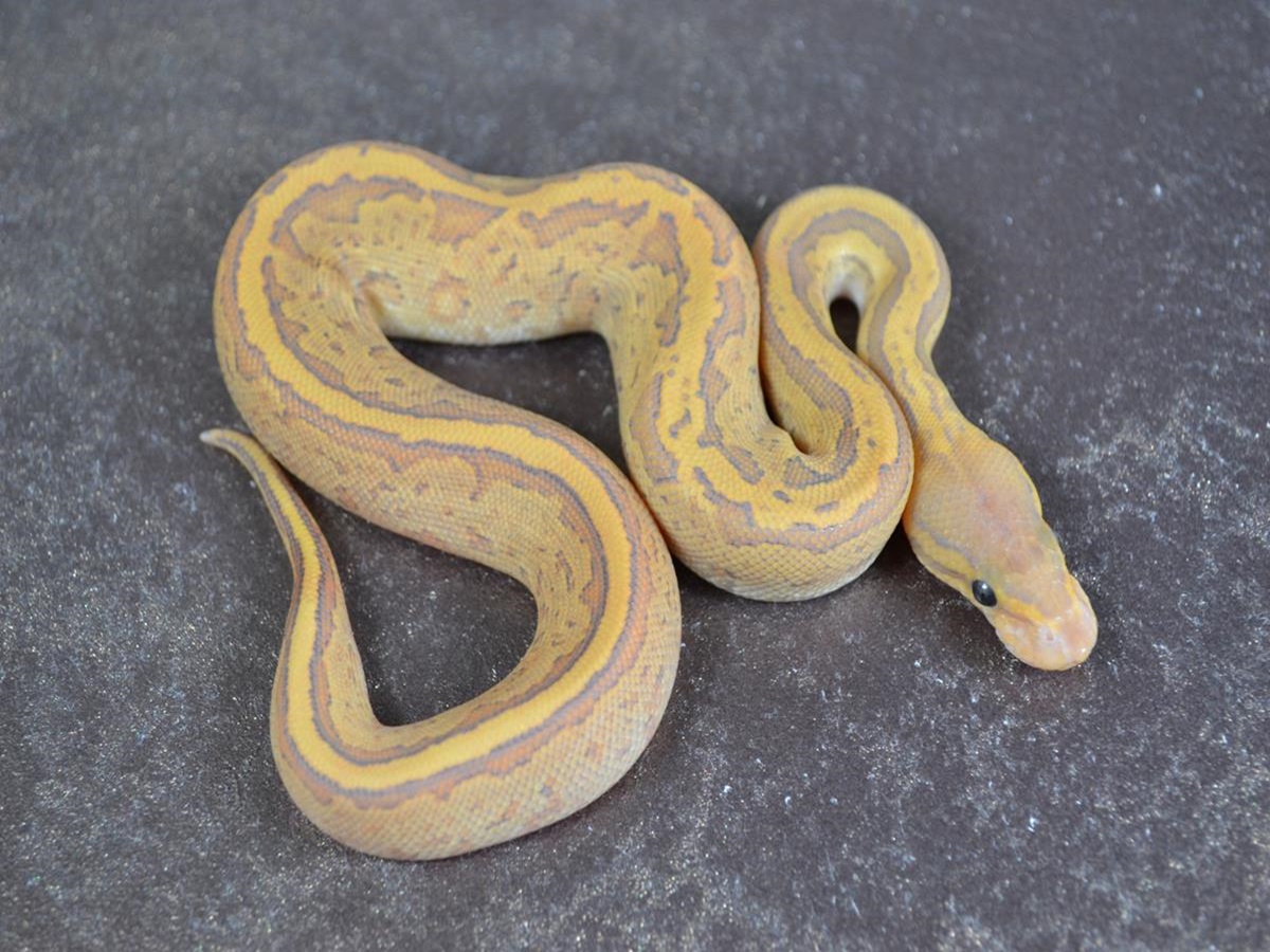 Black Head Fire Ghost Pinstripe