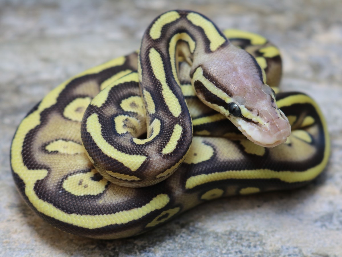 Black Head Fire Mojave Pastel