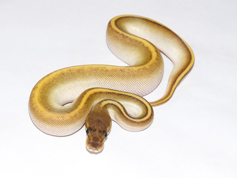 Black Head Genetic Stripe Lesser