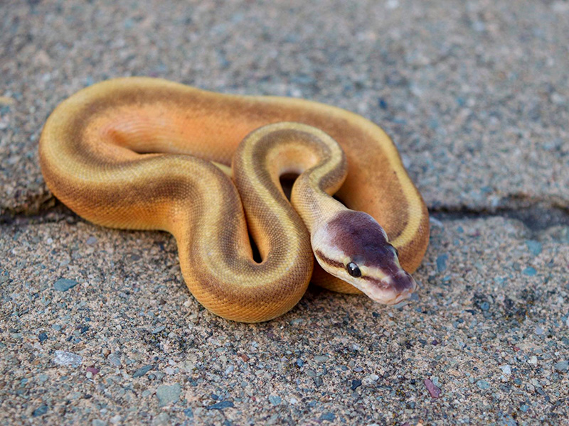 Black Head Genetic Stripe Pastel Pinstripe