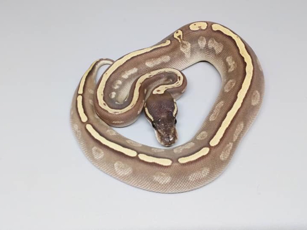 Black Head Ghi Lesser Red Gene