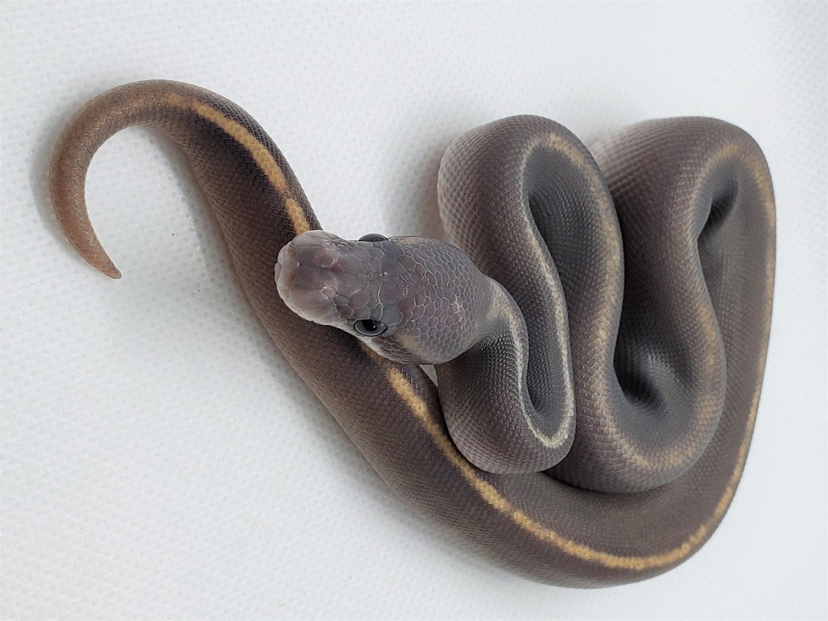 Black Head Ghi Mojave Orange Ghost