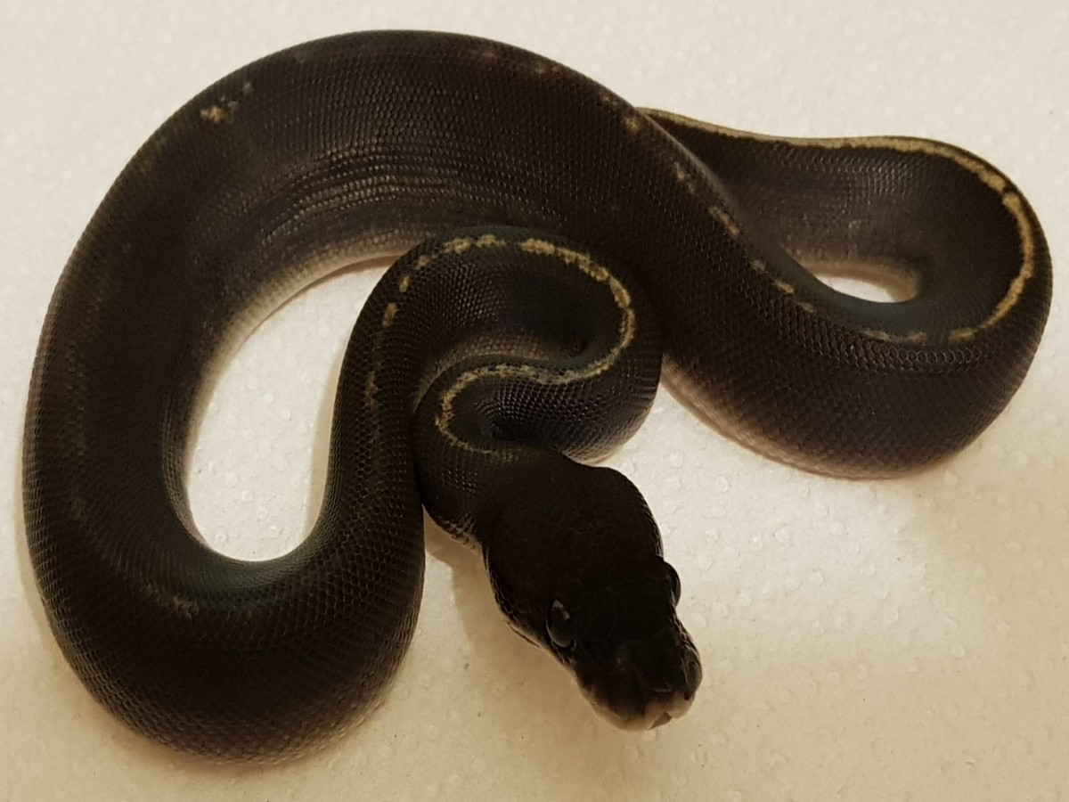 Black Head Ghi Mojave