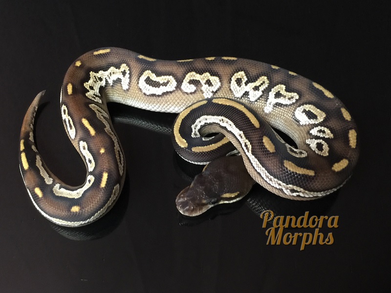 Black Head Goldblush Mojave Red Gene