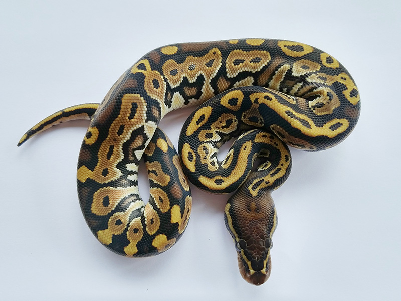 Black Head Granite Hidden Gene Woma