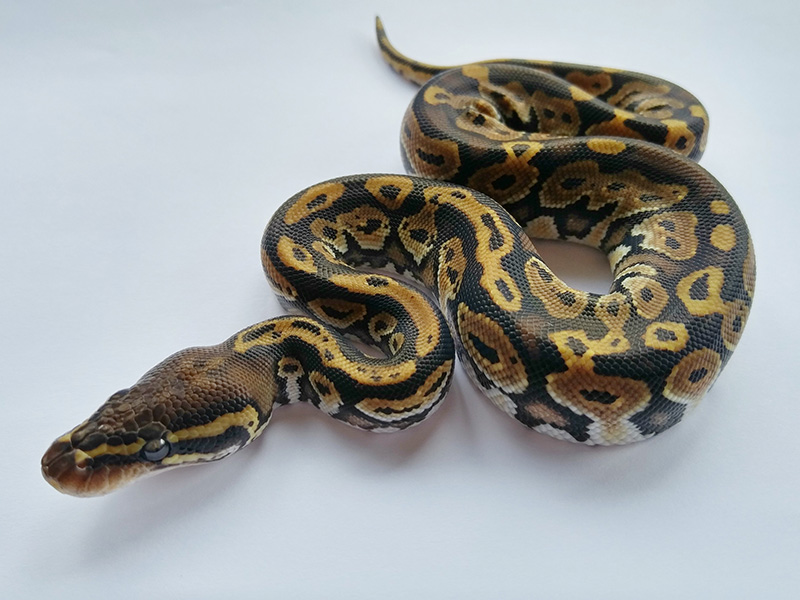 Black Head Granite Hidden Gene Woma