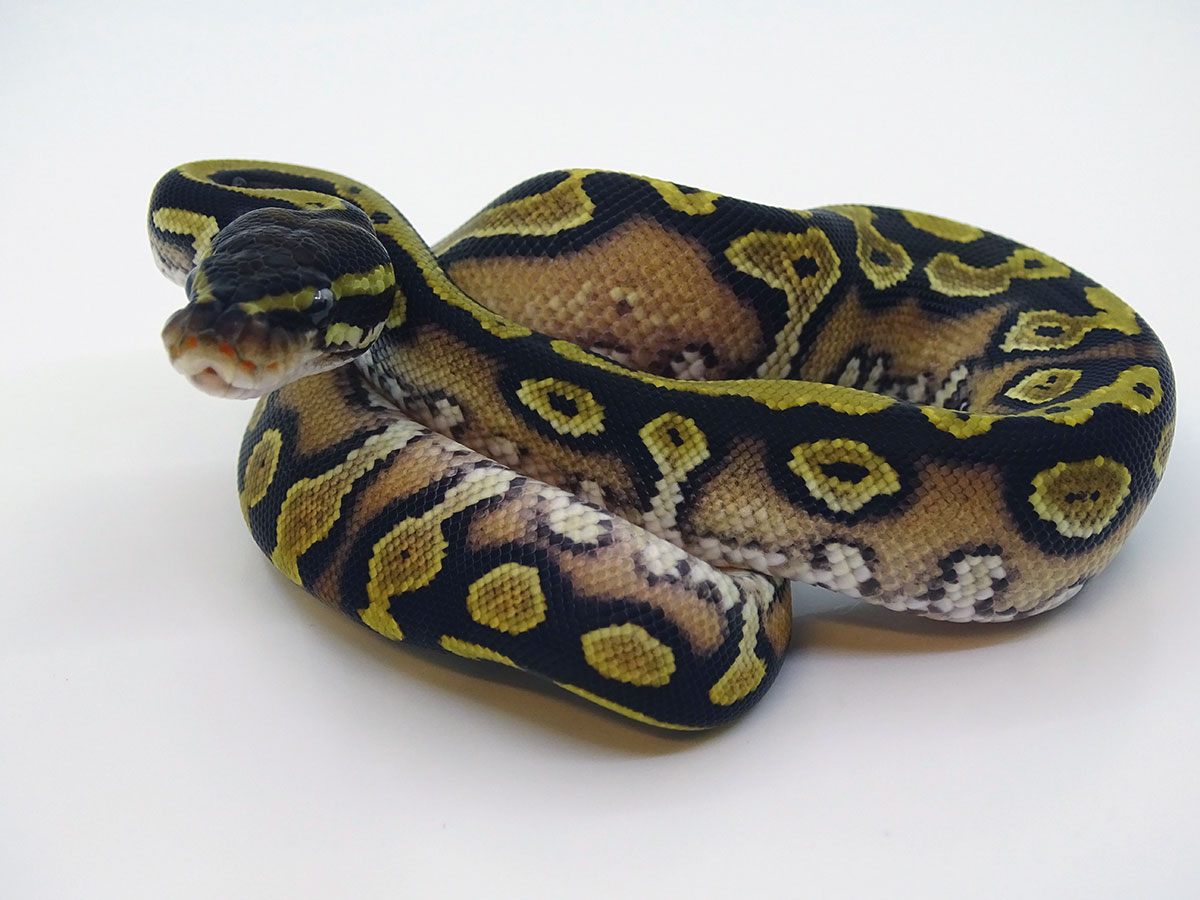 Black Head Granite Yellow Belly