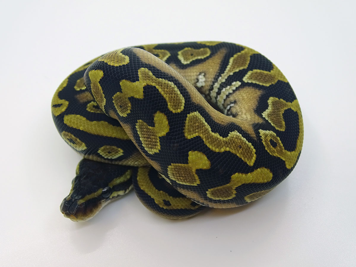 Black Head Granite Yellow Belly