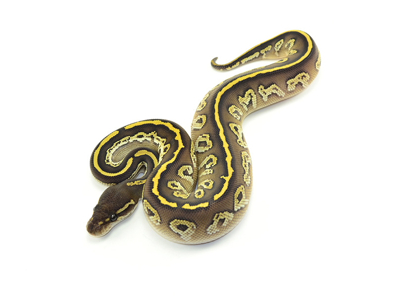 Black Head Harlequin Lesser