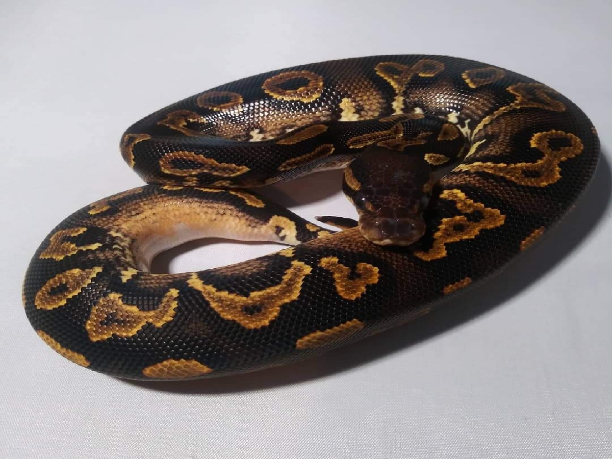 Black Head Het Red Axanthic Yellow Belly