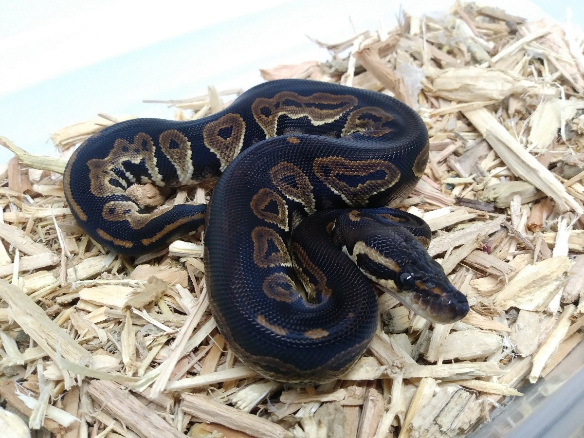 Black Head Het Red Axanthic