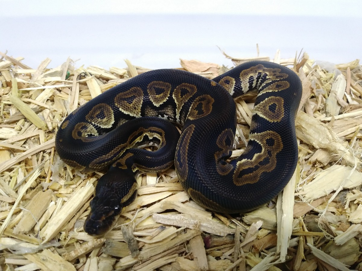 Black Head Het Red Axanthic