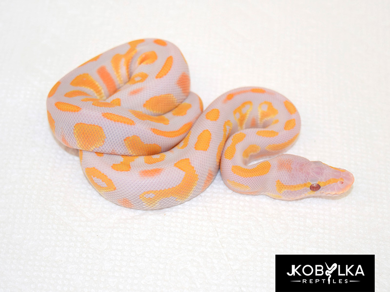 Black Head Lavender Albino Pastel