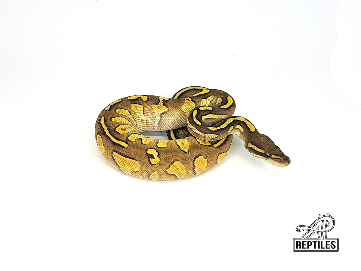 Black Head Lesser Red Gene Yellow Belly